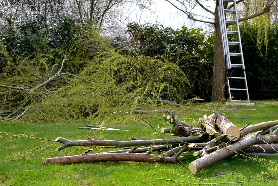 The Importance Of Land Clearing For Site Development Success in Lincoln Park, NJ The Importance Of Land Clearing For Site Development Success in Lincoln Park, NJ
